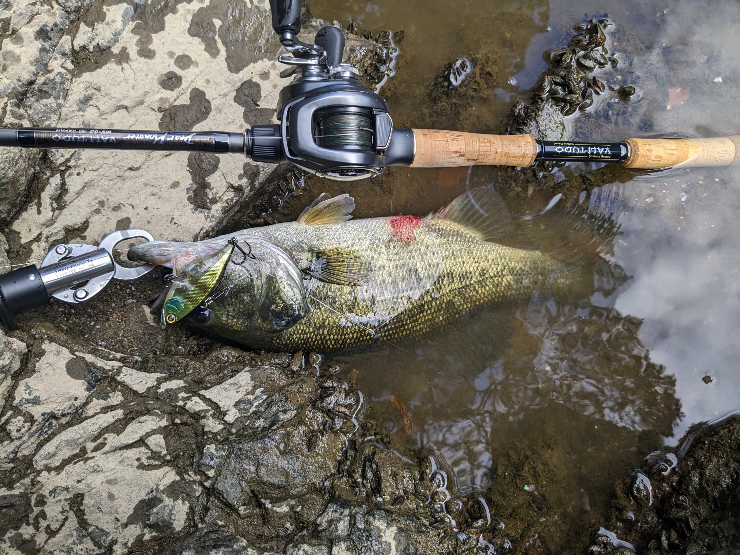 僕が遠征2年目でビワコオオナマズを釣り上げた話。ビワコオオナマズ 遠征 ビワナマ遠征 パックロッド 怪魚 日本三大怪魚 琵琶湖大鯰… | シルルス